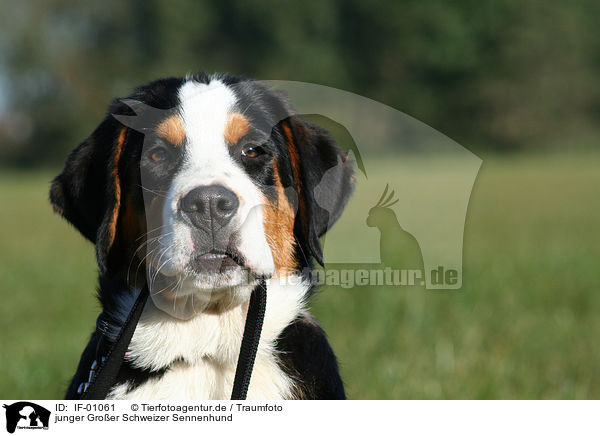 junger Groer Schweizer Sennenhund / IF-01061