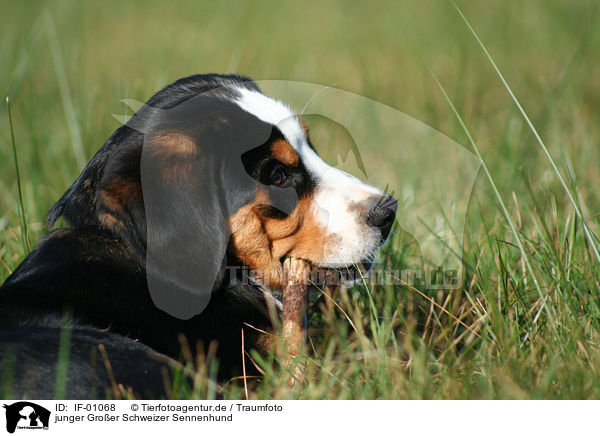 junger Groer Schweizer Sennenhund / young greater swiss mountain dog / IF-01068