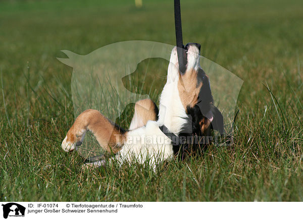 junger Groer Schweizer Sennenhund / young greater swiss mountain dog / IF-01074