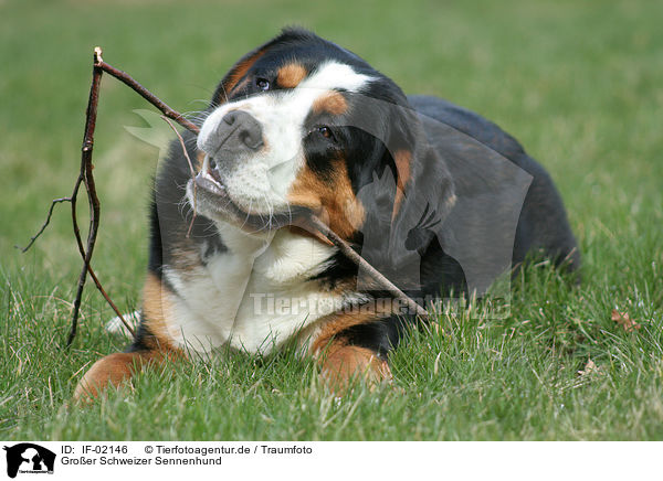 Groer Schweizer Sennenhund / greater Swiss mountain dog / IF-02146