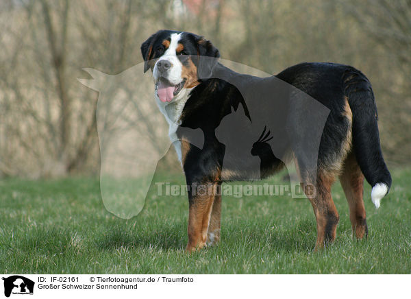 Groer Schweizer Sennenhund / greater Swiss mountain dog / IF-02161