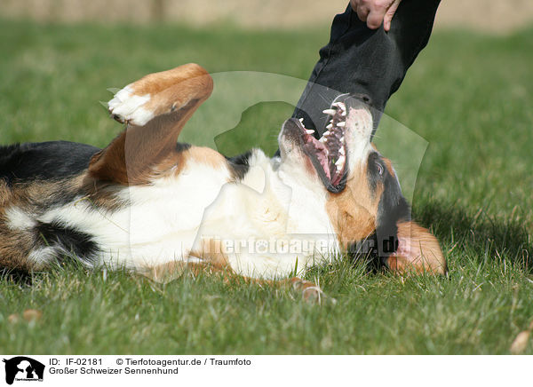 Groer Schweizer Sennenhund / greater Swiss mountain dog / IF-02181