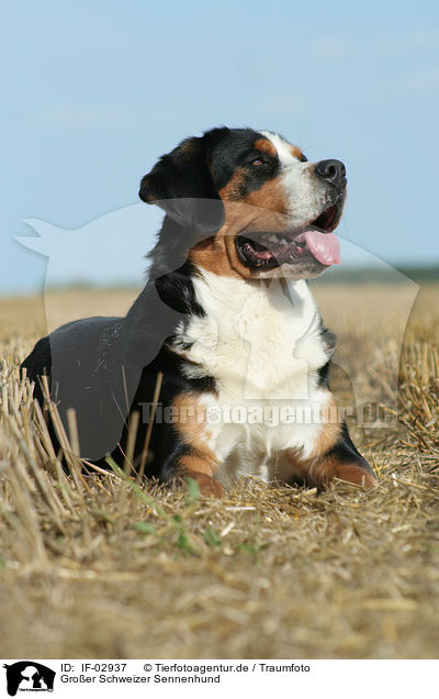 Groer Schweizer Sennenhund / Greater Swiss Mountain Dog / IF-02937