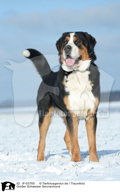 Gro�er Schweizer Sennenhund / Greater Swiss Mountain Dog / IF-03765