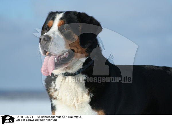 Groer Schweizer Sennenhund / Greater Swiss Mountain Dog / IF-03774
