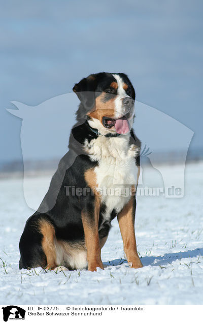 Groer Schweizer Sennenhund / Greater Swiss Mountain Dog / IF-03775