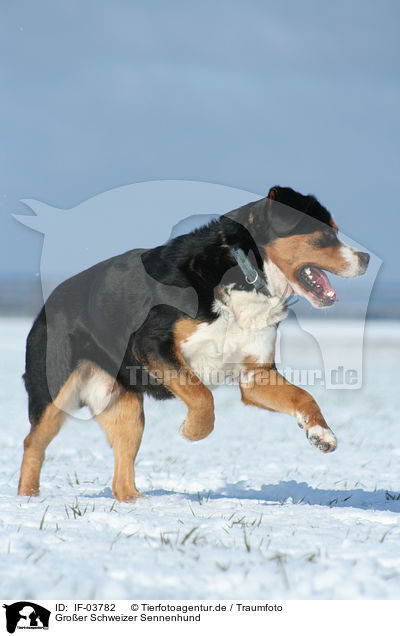 Groer Schweizer Sennenhund / Greater Swiss Mountain Dog / IF-03782