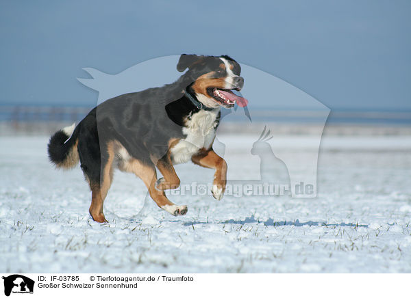 Groer Schweizer Sennenhund / Greater Swiss Mountain Dog / IF-03785