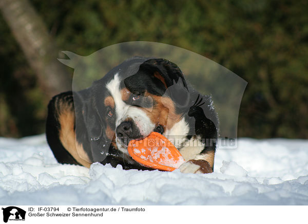 Groer Schweizer Sennenhund / Greater Swiss Mountain Dog / IF-03794