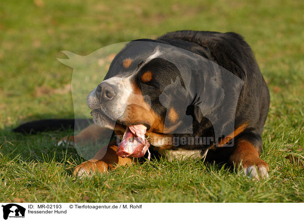 fressender Hund / eating dog / MR-02193