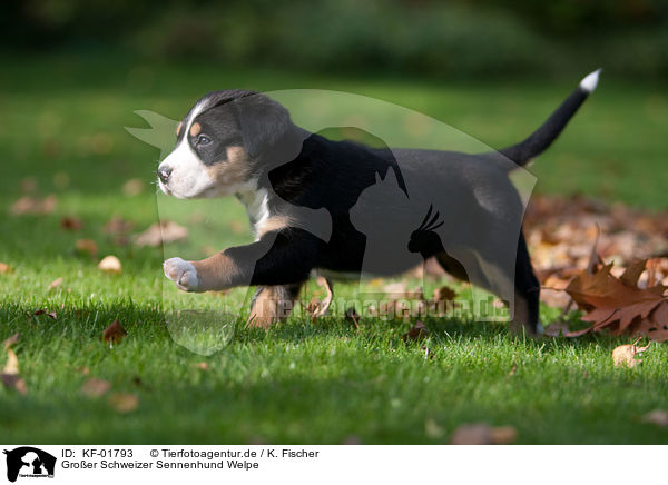 Groer Schweizer Sennenhund Welpe / KF-01793