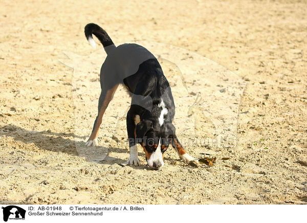 Groer Schweizer Sennenhund / Great Swiss Mountain Dog / AB-01948