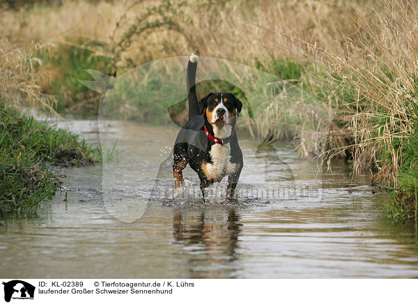 laufender Groer Schweizer Sennenhund / walking Great Swiss Mountain Dog / KL-02389