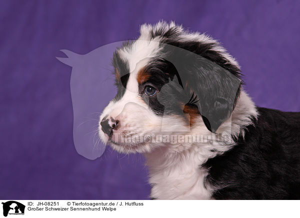 Groer Schweizer Sennenhund Welpe / Great Swiss Mountain Dog Puppy / JH-08251