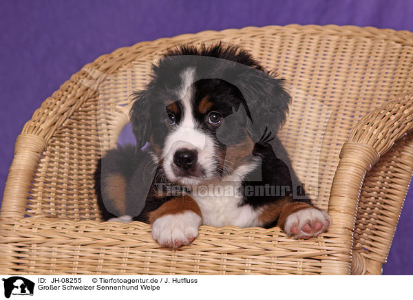 Groer Schweizer Sennenhund Welpe / Great Swiss Mountain Dog Puppy / JH-08255