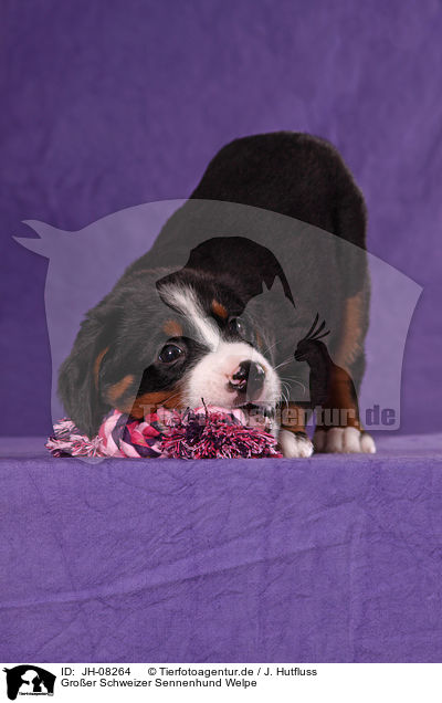 Groer Schweizer Sennenhund Welpe / Great Swiss Mountain Dog Puppy / JH-08264