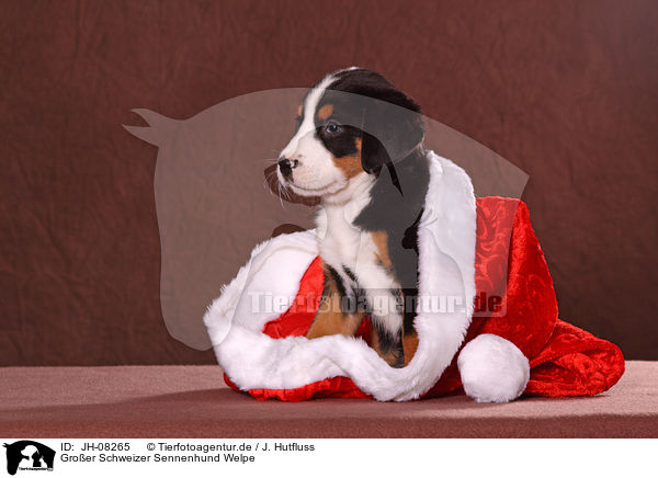 Groer Schweizer Sennenhund Welpe / Great Swiss Mountain Dog Puppy / JH-08265