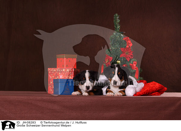 Groe Schweizer Sennenhund Welpen / Great Swiss Mountain Dog Puppies / JH-08283