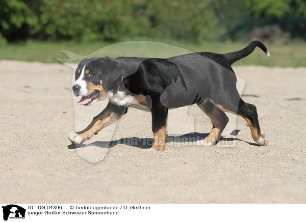 junger Groer Schweizer Sennenhund / young Great Swiss Mountain Dog / DG-04396