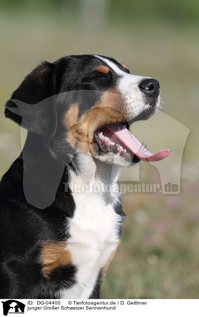 junger Groer Schweizer Sennenhund / young Great Swiss Mountain Dog / DG-04400