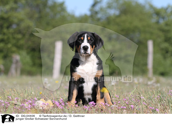 junger Groer Schweizer Sennenhund / young Great Swiss Mountain Dog / DG-04406