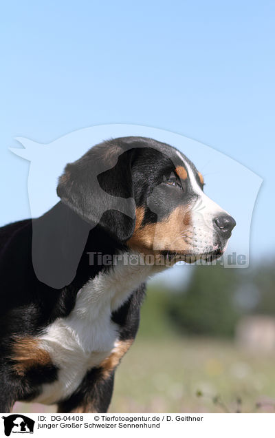 junger Groer Schweizer Sennenhund / young Great Swiss Mountain Dog / DG-04408