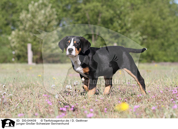 junger Groer Schweizer Sennenhund / young Great Swiss Mountain Dog / DG-04409
