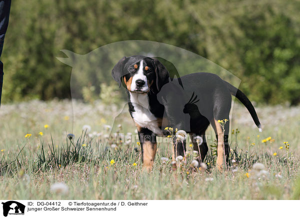 junger Groer Schweizer Sennenhund / young Great Swiss Mountain Dog / DG-04412
