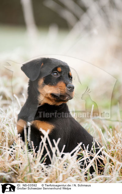 Groer Schweizer Sennenhund Welpe / Great Swiss Mountain Dog puppy / NS-03592