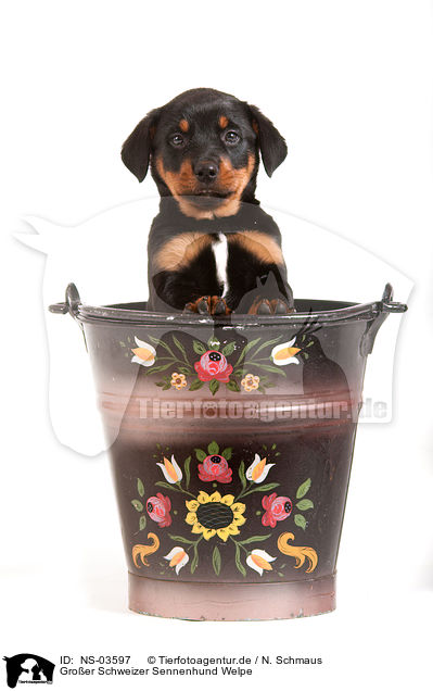 Groer Schweizer Sennenhund Welpe / Great Swiss Mountain Dog puppy / NS-03597