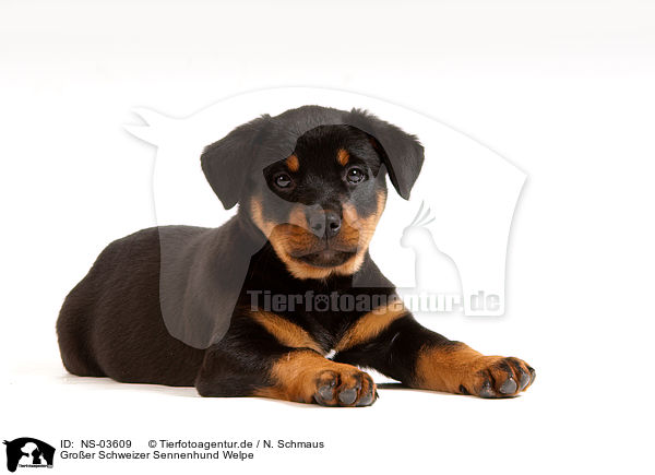 Groer Schweizer Sennenhund Welpe / Great Swiss Mountain Dog puppy / NS-03609