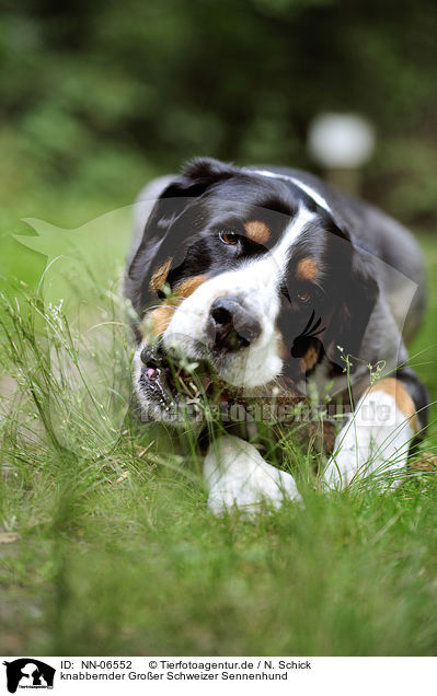 knabbernder Groer Schweizer Sennenhund / nibbling Great Swiss Mountain Dog / NN-06552