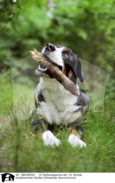 knabbernder Groer Schweizer Sennenhund / nibbling Great Swiss Mountain Dog / NN-06554