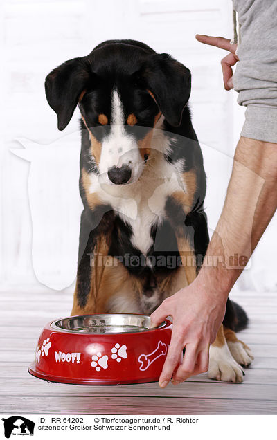 sitzender Groer Schweizer Sennenhund / sitting Great Swiss Mountain Dog / RR-64202