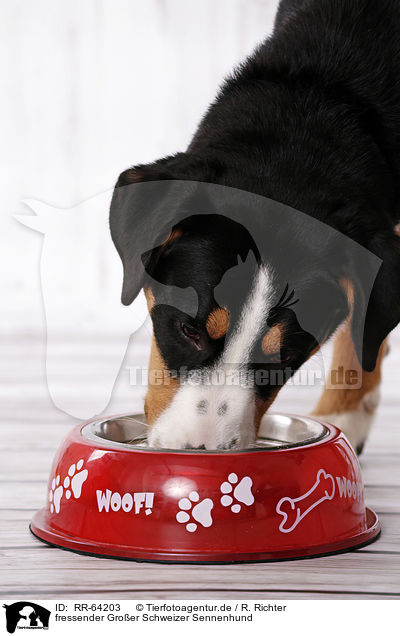 fressender Groer Schweizer Sennenhund / eating Great Swiss Mountain Dog / RR-64203