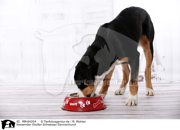 fressender Groer Schweizer Sennenhund / eating Great Swiss Mountain Dog / RR-64204