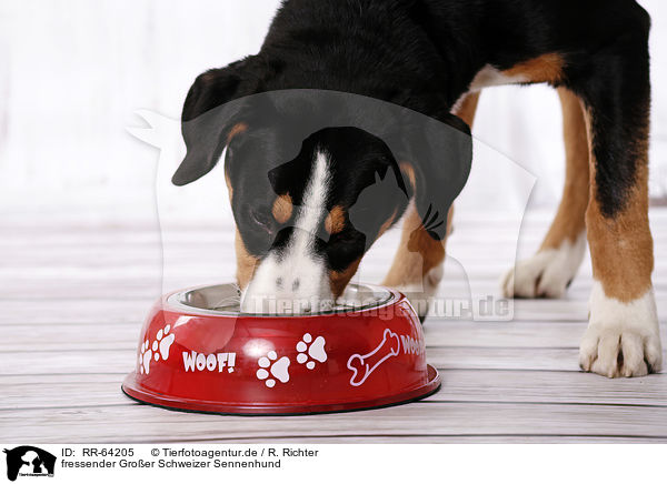 fressender Groer Schweizer Sennenhund / eating Great Swiss Mountain Dog / RR-64205