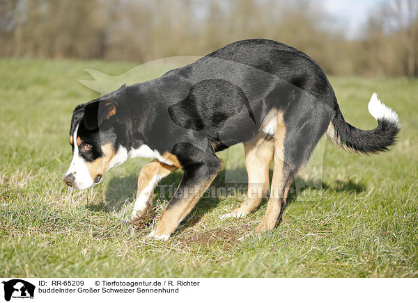 buddelnder Groer Schweizer Sennenhund / digging Greater Swiss Mountain Dog / RR-65209