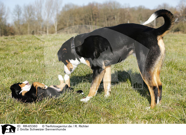 2 Groe Schweizer Sennenhunde / 2 Greater Swiss Mountain Dogs / RR-65360