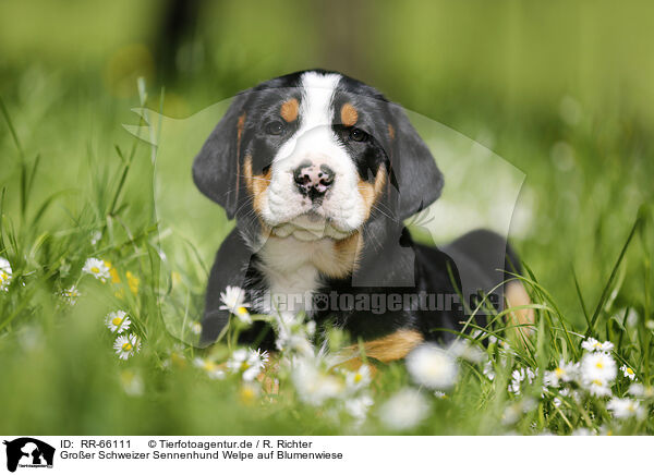 Groer Schweizer Sennenhund Welpe auf Blumenwiese / RR-66111
