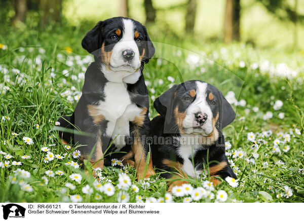 Groer Schweizer Sennenhund Welpe auf Blumenwiese / RR-66121
