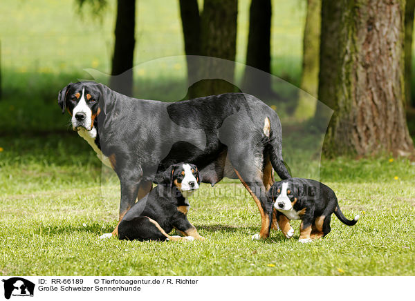 Groe Schweizer Sennenhunde / Greater Swiss Mountain Dogs / RR-66189