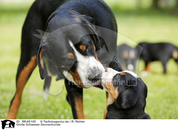 Groe Schweizer Sennenhunde / Greater Swiss Mountain Dogs / RR-66195