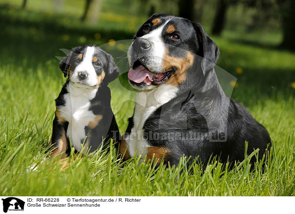 Groe Schweizer Sennenhunde / Greater Swiss Mountain Dogs / RR-66228
