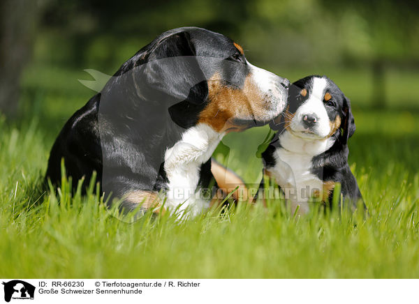 Groe Schweizer Sennenhunde / Greater Swiss Mountain Dogs / RR-66230