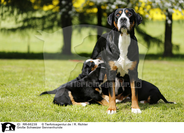 Groe Schweizer Sennenhunde / Greater Swiss Mountain Dogs / RR-66239