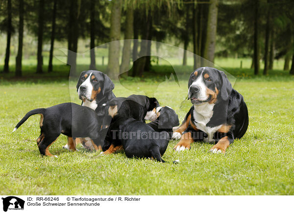 Groe Schweizer Sennenhunde / Greater Swiss Mountain Dogs / RR-66246