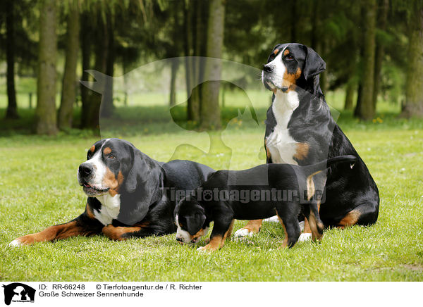Groe Schweizer Sennenhunde / Greater Swiss Mountain Dogs / RR-66248