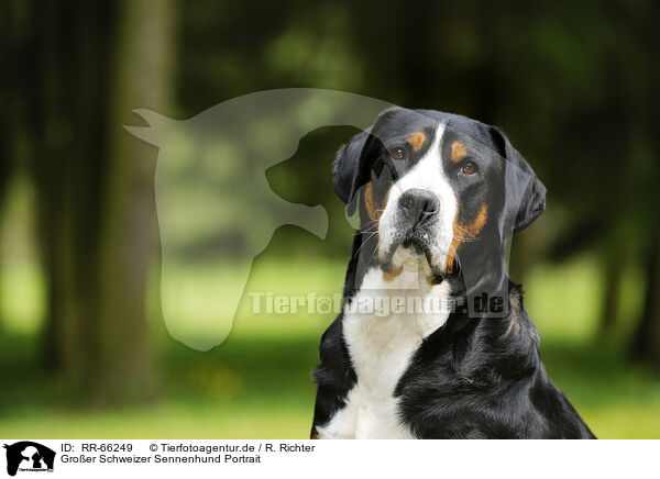 Groer Schweizer Sennenhund Portrait / RR-66249