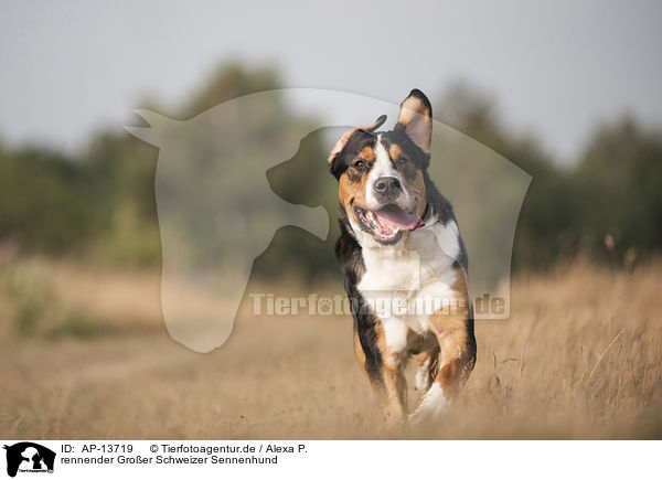 rennender Groer Schweizer Sennenhund / AP-13719